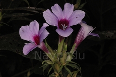 Barleria involucrata var. elata